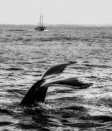 Whale Tail